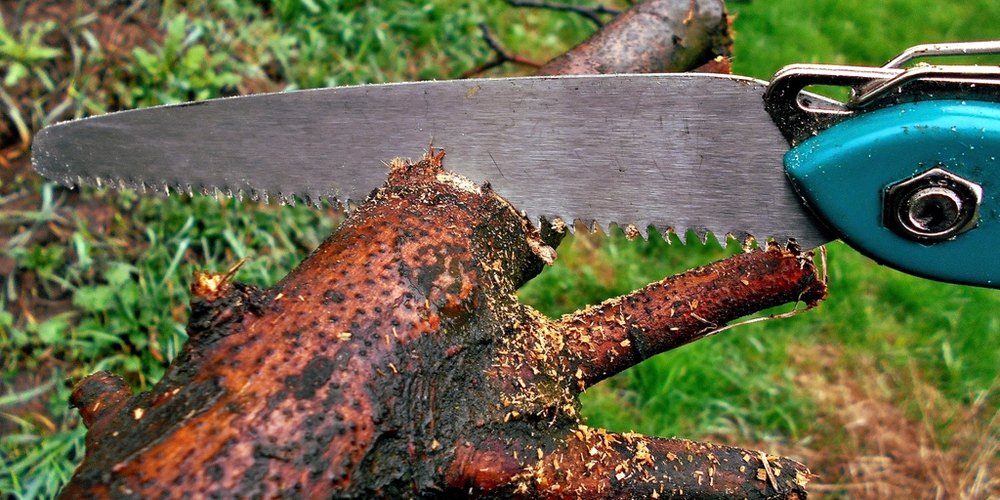 The Best Time of Year to Trim Trees